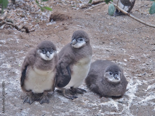 Wallpaper Mural Three African penguins chick on the ground at Boulders Beach in Cape town, South Africa. African penguin ( Spheniscus demersus) also known as the jackass penguin and black-footed penguin. Torontodigital.ca