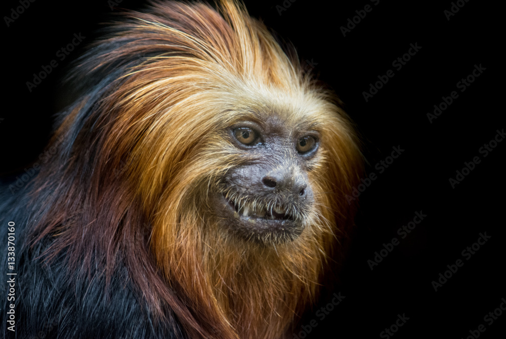 Red Titi Monkey Red Titi Monkey