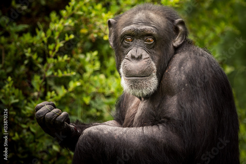 Canvas-taulu Chimpanzee