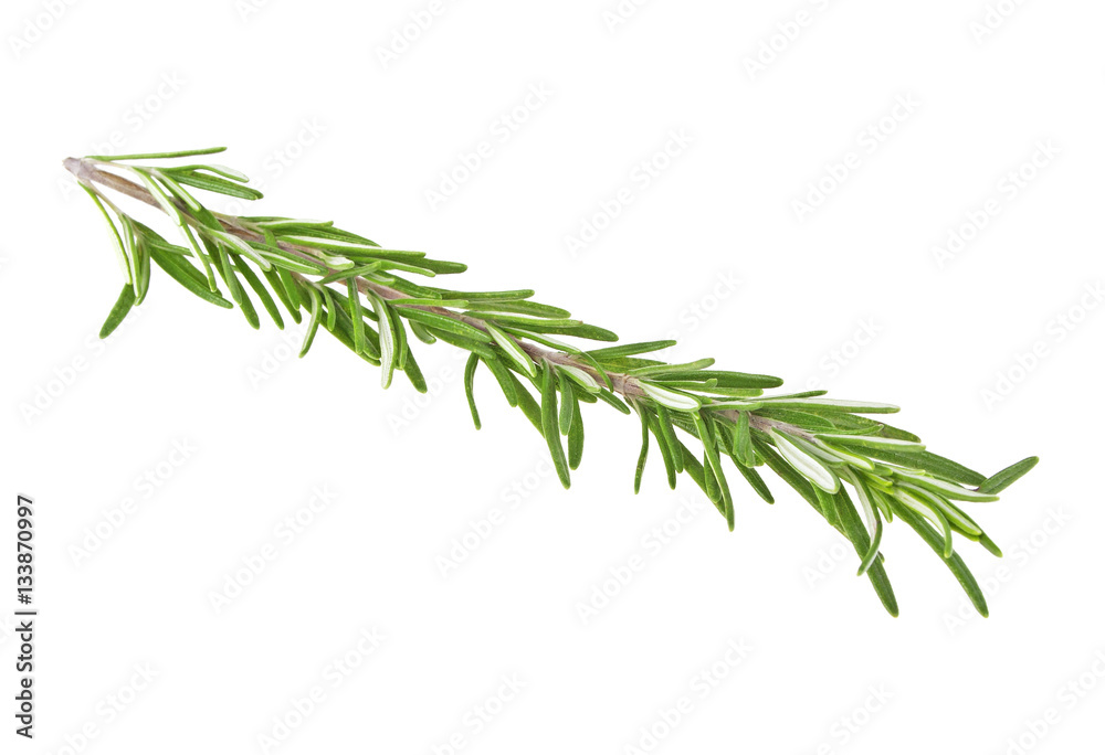 Fototapeta premium Fresh green sprig of rosemary isolated on a white background