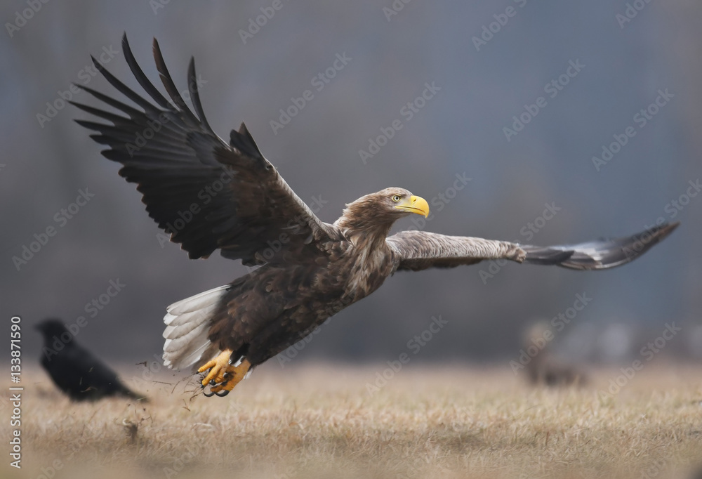 White tailed Eagle (Haliaeetus albicilla) White tailed Eagle (Haliaeetus albicilla)
