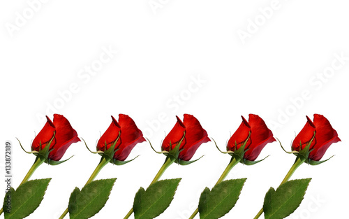 red roses isolated on white...