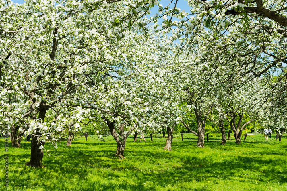 Beautiful blooming of decorative white apple and fruit trees Beautiful blooming of decorative white apple and fruit trees