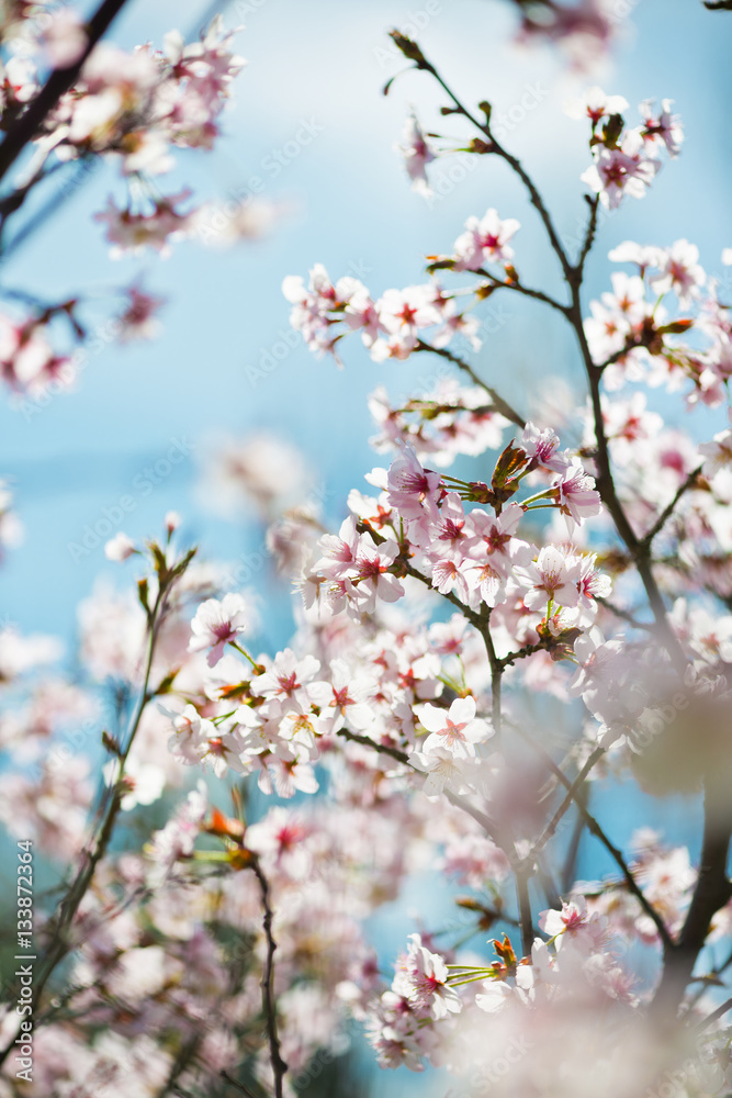 A blooming branch of apple tree in spring