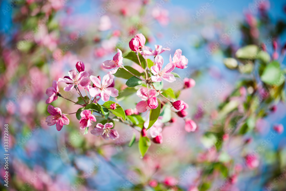 A blooming branch of apple tree in spring A blooming branch of apple tree in spring