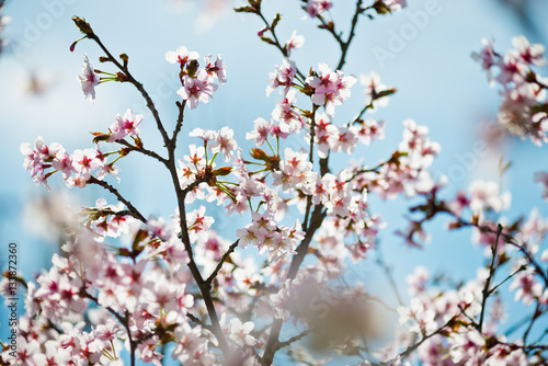 A blooming branch of apple tree in spring