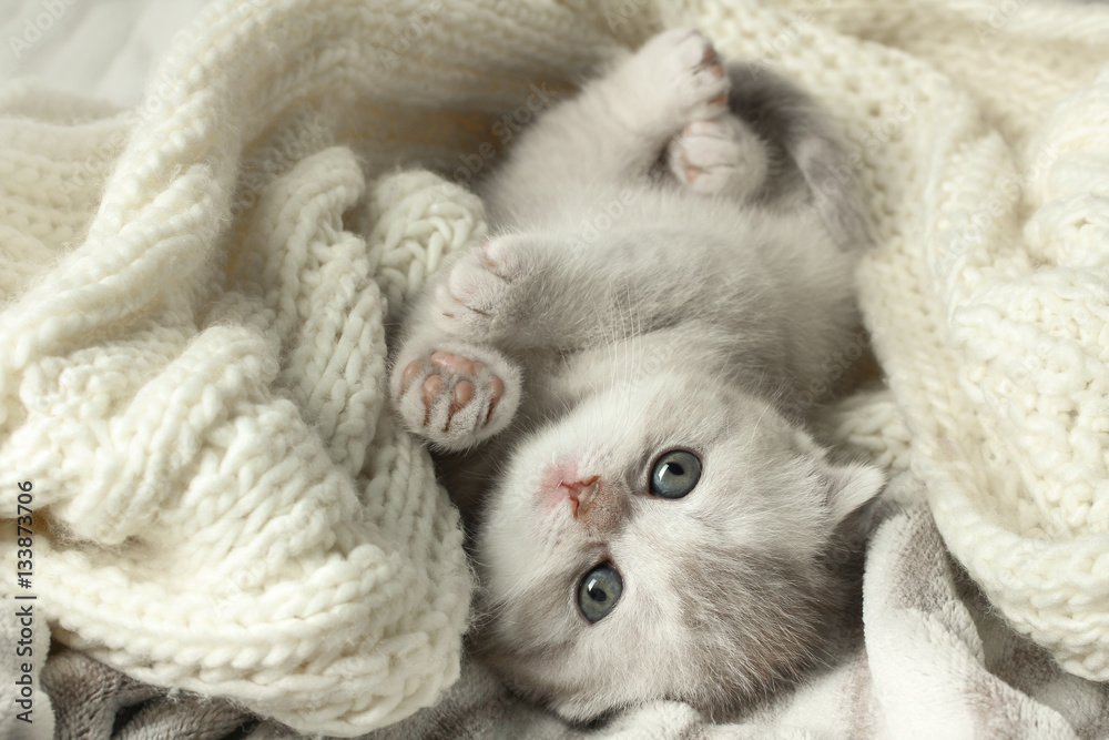 Cute little gray kitten lying on a soft blanket. Cute little gray kitten lying on a soft blanket.