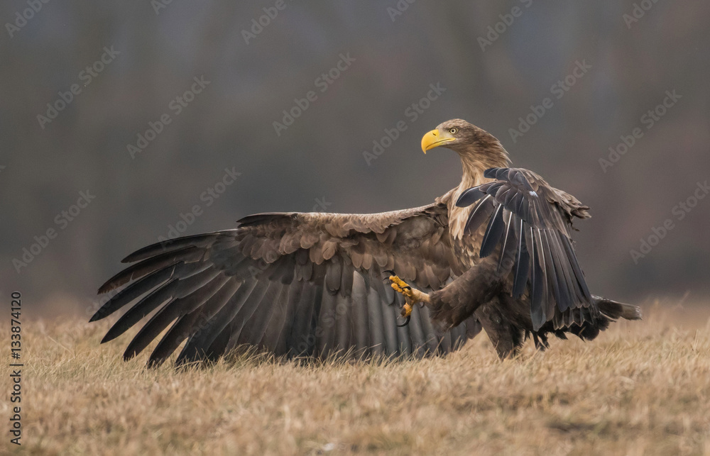 Fototapeta premium White tailed Eagle (Haliaeetus albicilla)