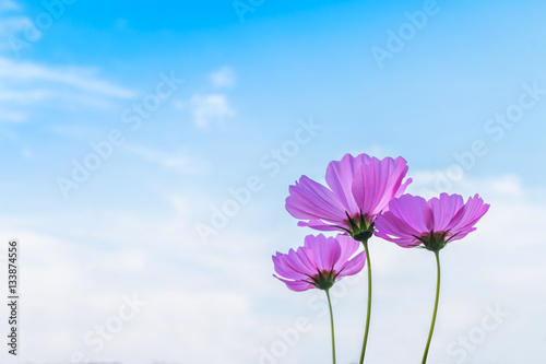Fototapeta Naklejka Na Ścianę i Meble -  Beautiful cosmos flower with blue sky background
