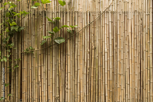 Creeper plant against a bamboo wall