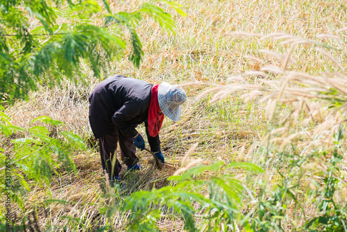 Woman farmer are harvesting rice in field