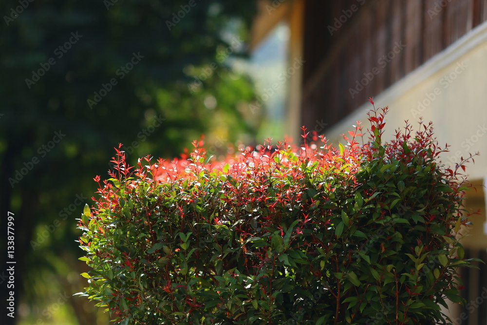 red and green leaves with sun light red and green leaves with sun light