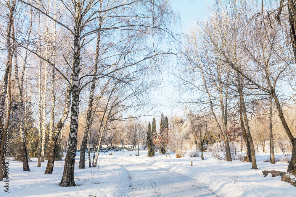 Winter landscape of frosty trees, white snow and blue sky Winter landscape of frosty trees, white snow and blue sky