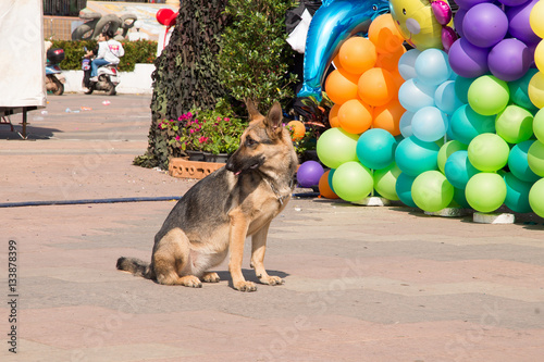 Police dog