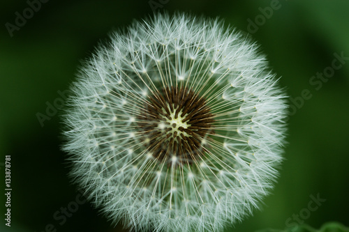 Water drops on a parachutes dandelion