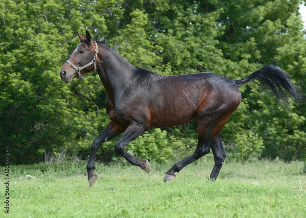 The bay sport horse runs gallop in freedom