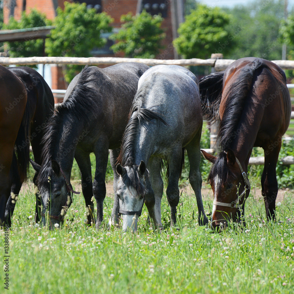 Three young horses eat on a pasture