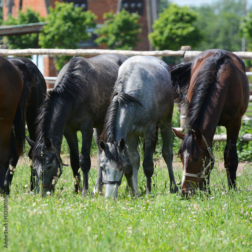 Obraz na płótnie Three young horses eat on a pasture w salonie