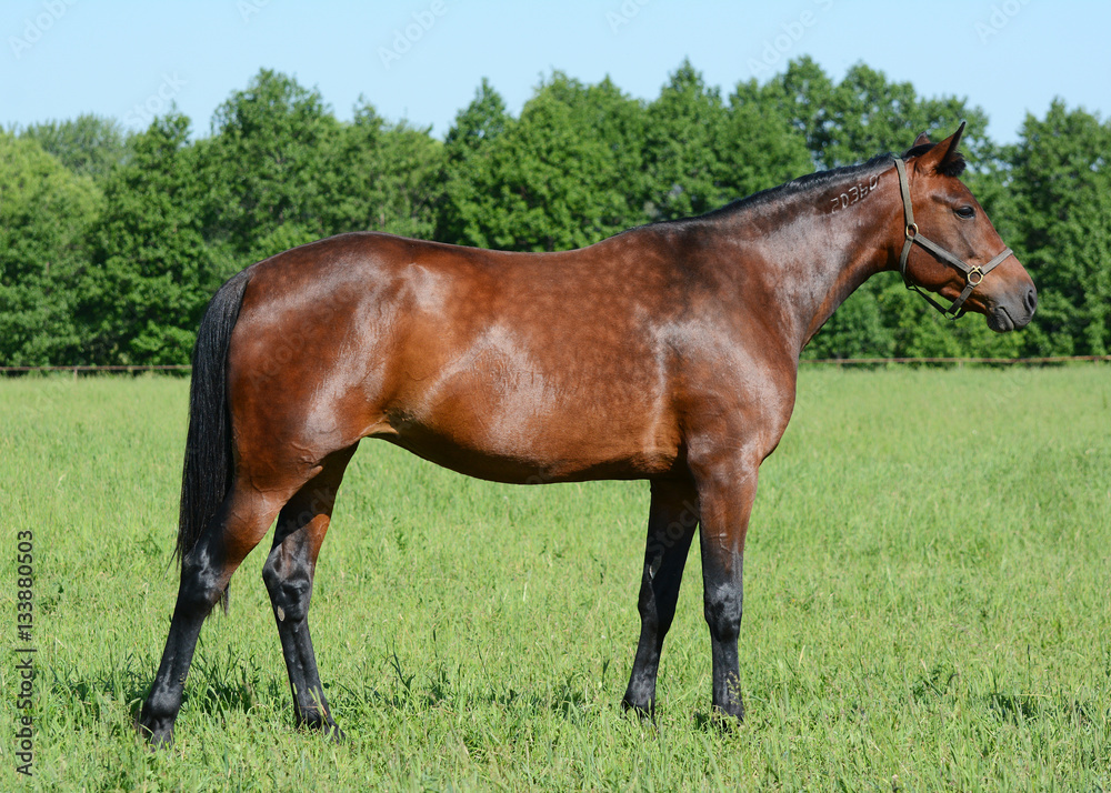 The bay thoroughbred mare costs on a pasture in the summer The bay thoroughbred mare costs on a pasture in the summer