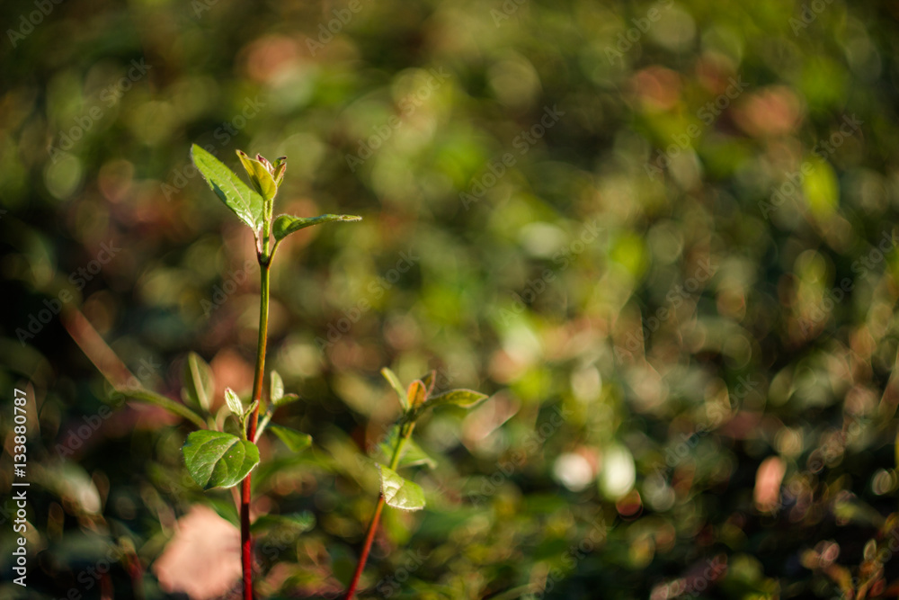 Green colorful young branches of rose bush on a beautiful natural background with bokeh
Green colorful young branches of rose bush on a beautiful natural background with bokeh