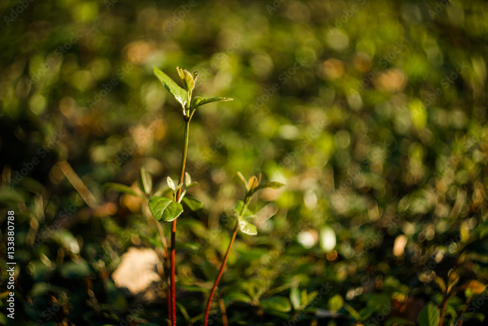 Green colorful young branches of rose bush on a beautiful natural background with bokeh
Green colorful young branches of rose bush on a beautiful natural background with bokeh