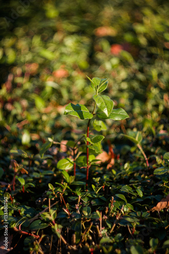 Green colorful young branches of rose bush on a beautiful natural background with bokeh
