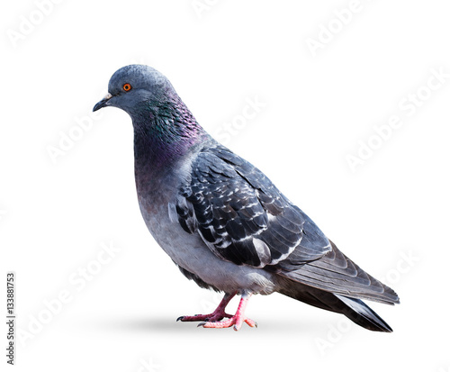 Gray pigeon dove