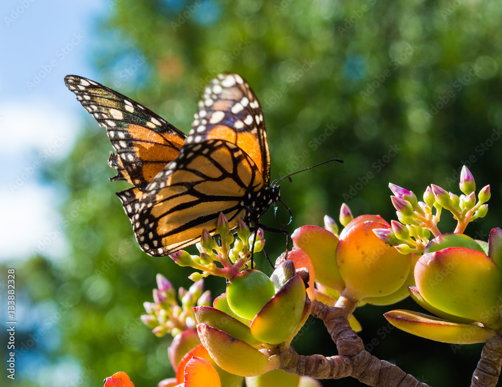 Naklejka premium Monach Butterfly Sitting on a Jade Plant