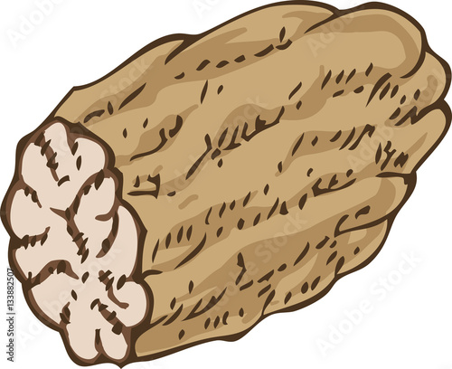 Isolated Hand Drawn Nutmeg