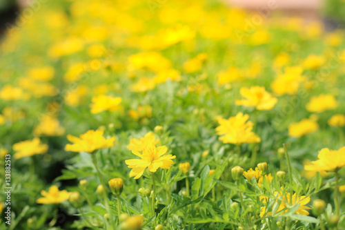 yellow flowers in the meadow. yellow flowers on field defocus background