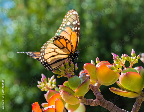 Monarch Butterfly on a Jade Plant photo