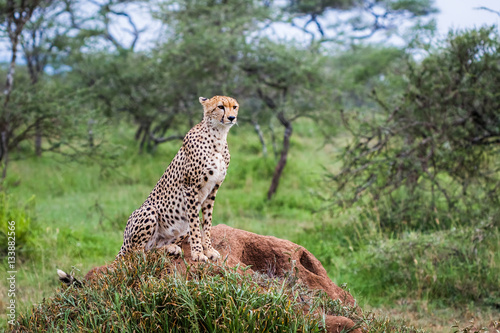Safari sitting cheetah in national environment habitat Serengeti National Park, Tanzania, Africa. Green background with trees and bush.