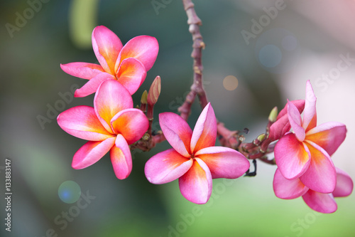 Pink plumeria on the plumeria tree, frangipani tropical flowers