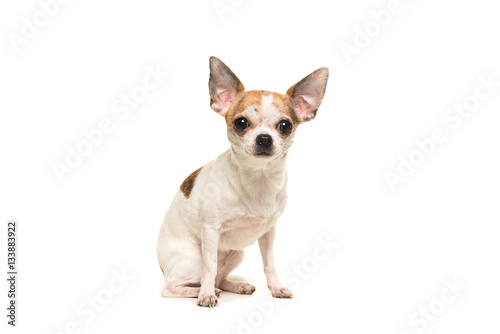 Sitting shorthair chihuahua dog sitting and facing the camera isolated on a white background