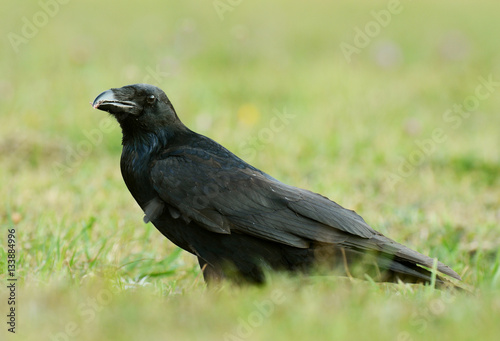 Common Raven  Corvus corax 