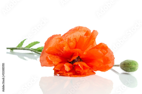 Fototapeta Naklejka Na Ścianę i Meble -  single red poppy