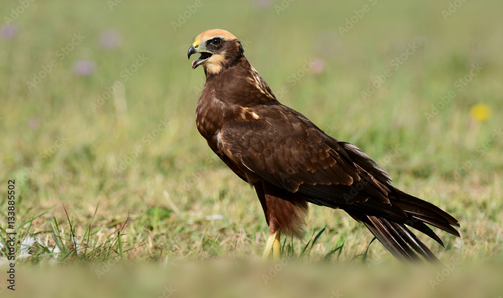 Marsh harrier (Circus aeruginosus) Marsh harrier (Circus aeruginosus)
