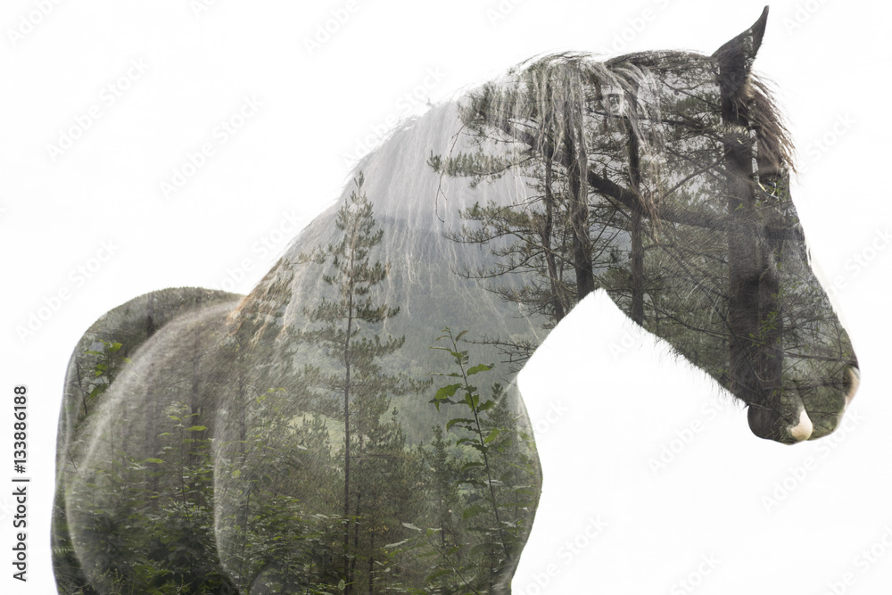 Fototapeta premium forrest horse