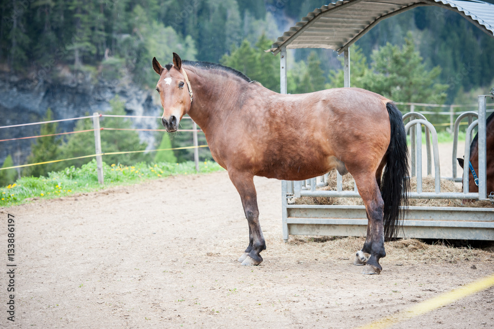 Horse closeup