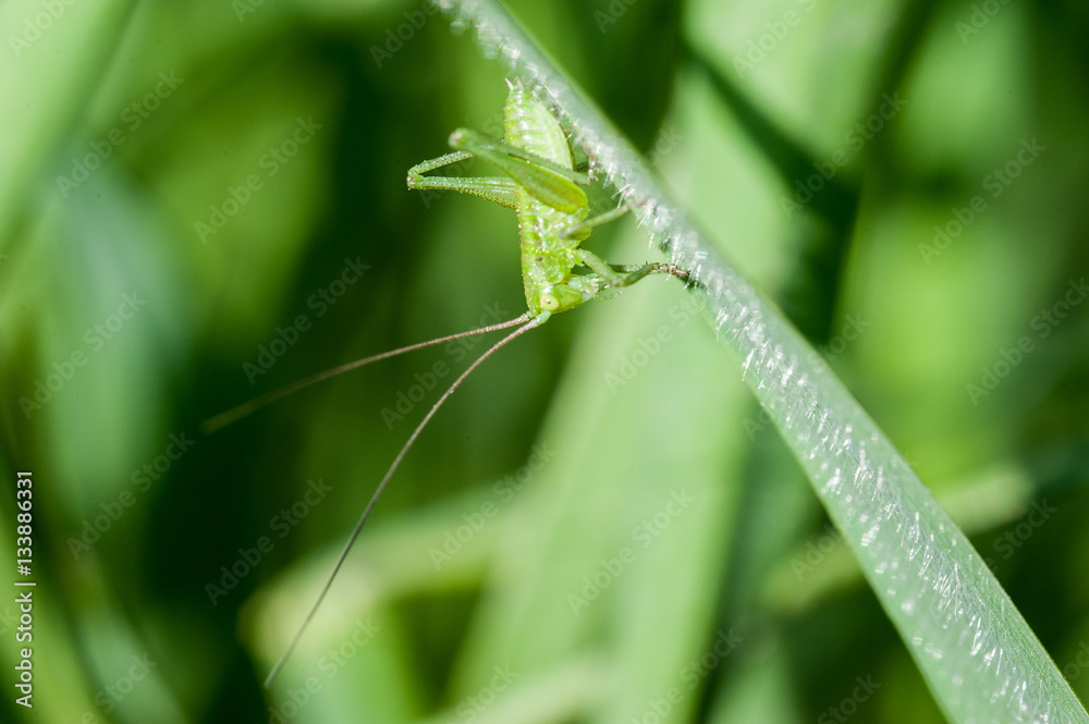 Obraz premium Grüne Heuschrecke kopfüber auf Grashalm