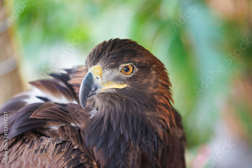 Portrait of Golden Eagle