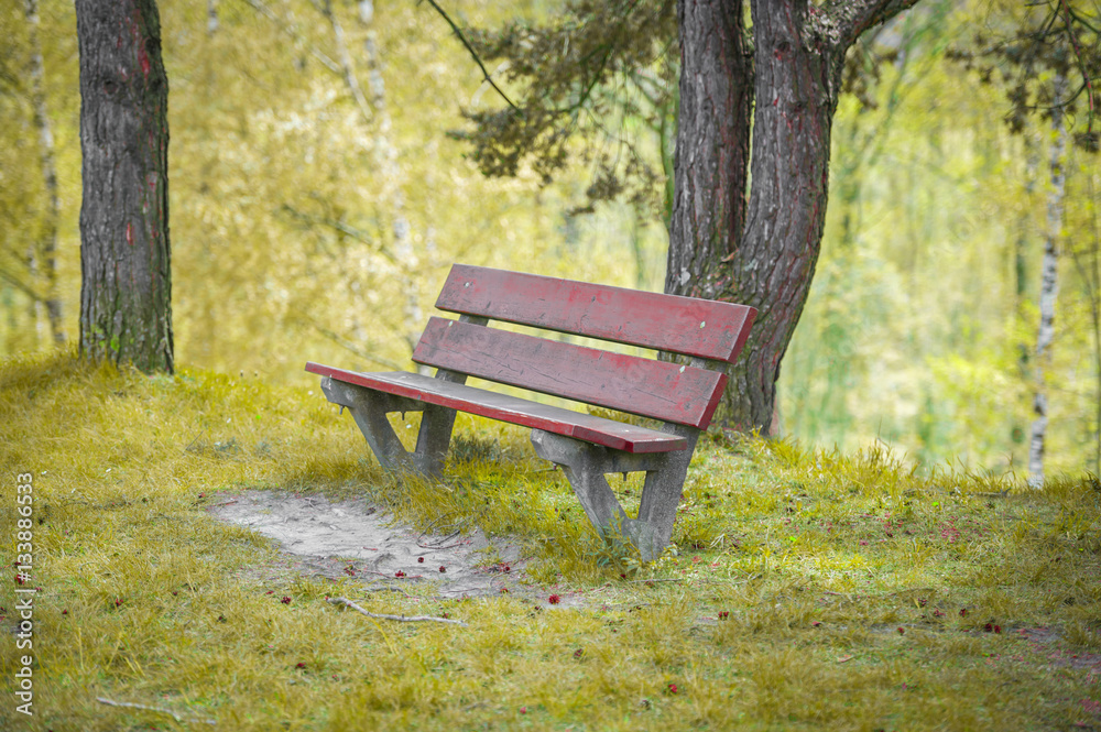 Wooden bench in summer forest