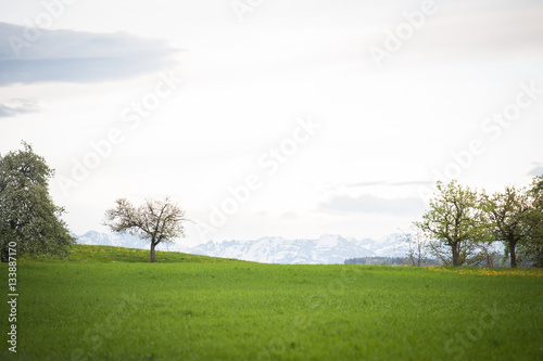 Beautiful fields