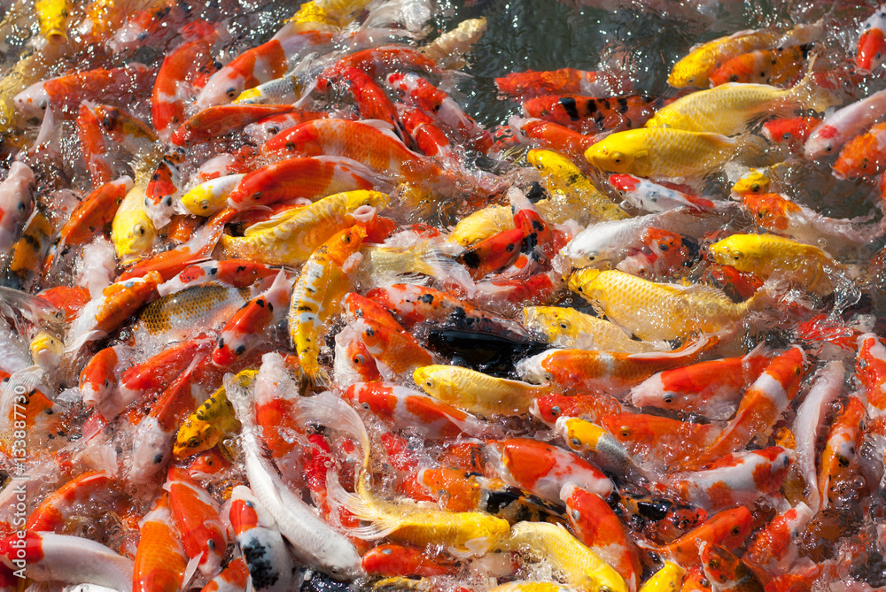 Colorful fancy carp fish, koi fish