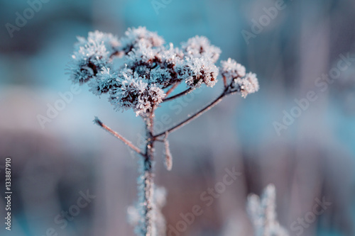 Gefrorene Blume mit Eiskristallen