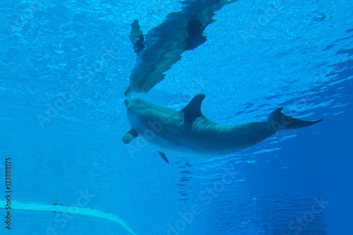 Wallpaper Mural Dolphins playing Torontodigital.ca