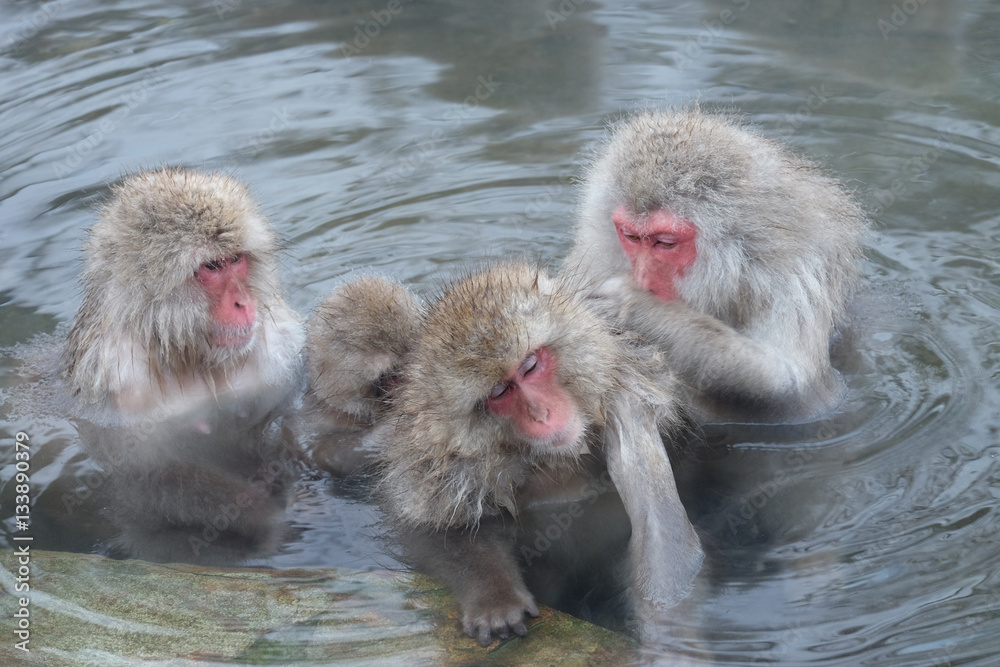 Fototapeta premium 日本猿 地獄谷野猿公苑にて撮影