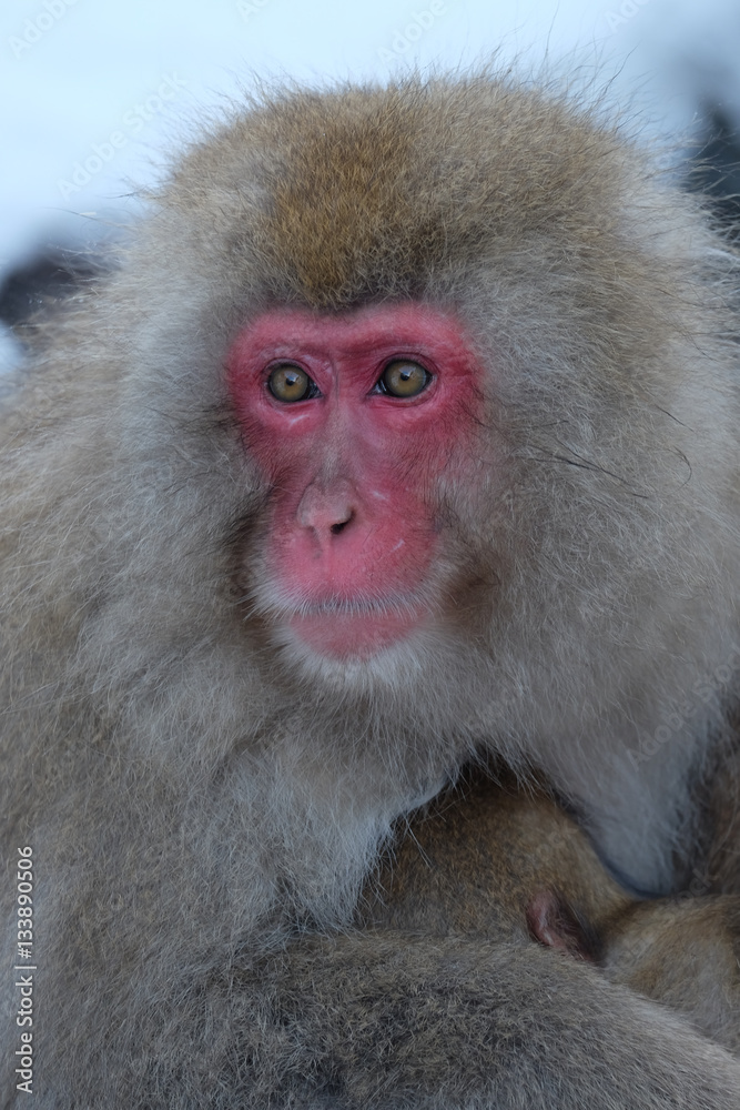 Naklejka premium 日本猿 地獄谷野猿公苑にて撮影