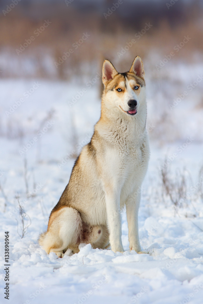 Husky dog sitting in snow field