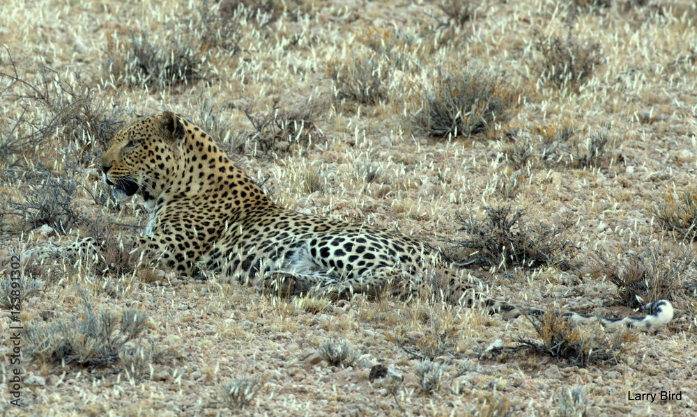 Naklejka premium King Of the Leopards